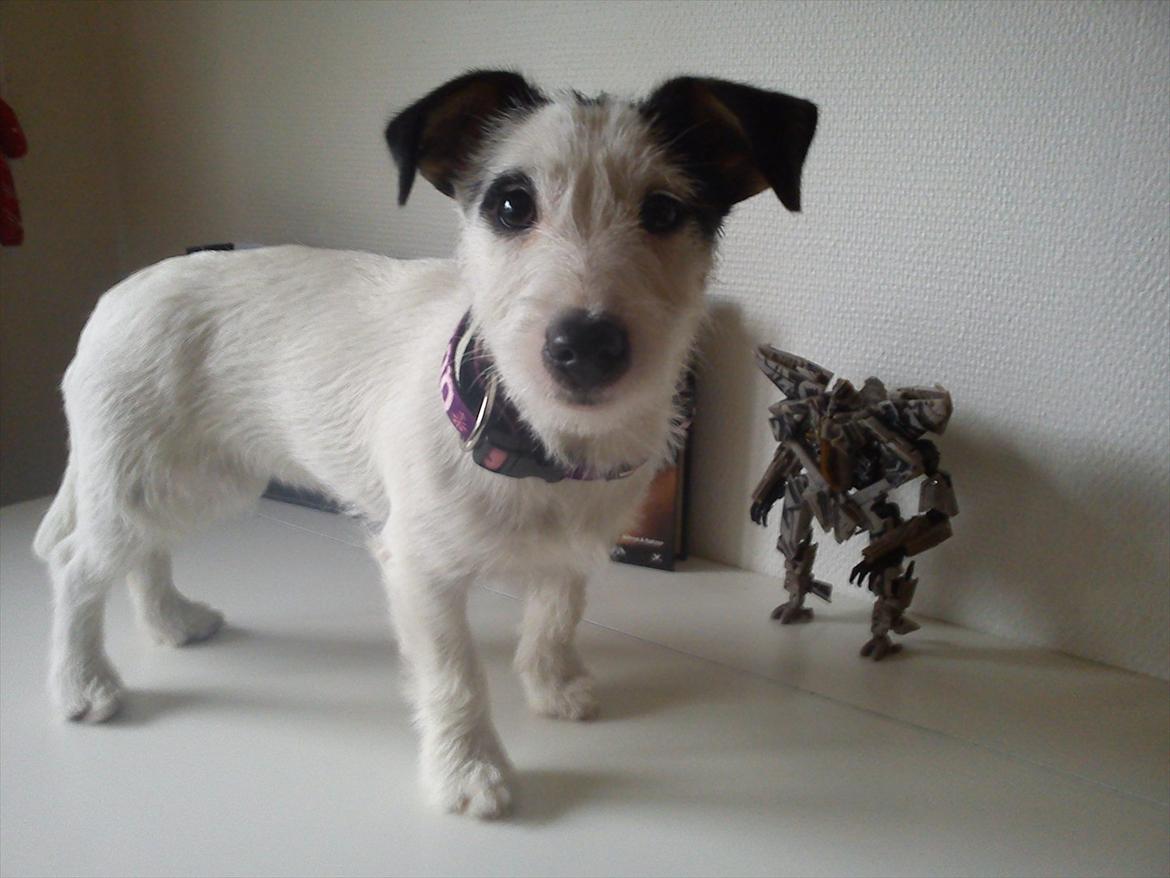 Jack russell terrier Nørlunds lollipop (Lolli) billede 5