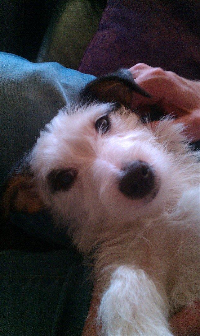 Jack russell terrier Nørlunds lollipop (Lolli) - Putte trold det er hun det meste af tiden :D  billede 6