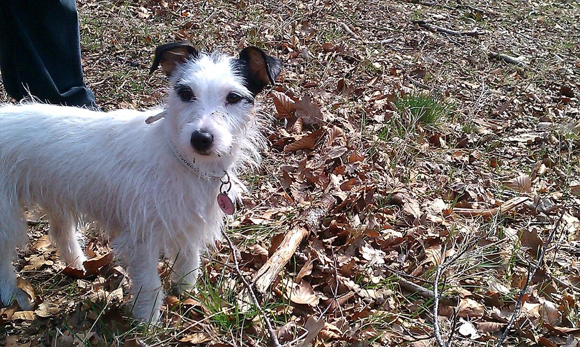 Jack russell terrier Nørlunds lollipop (Lolli) - Lolli en tur i skoven det er noget hun kan bruge :) billede 7
