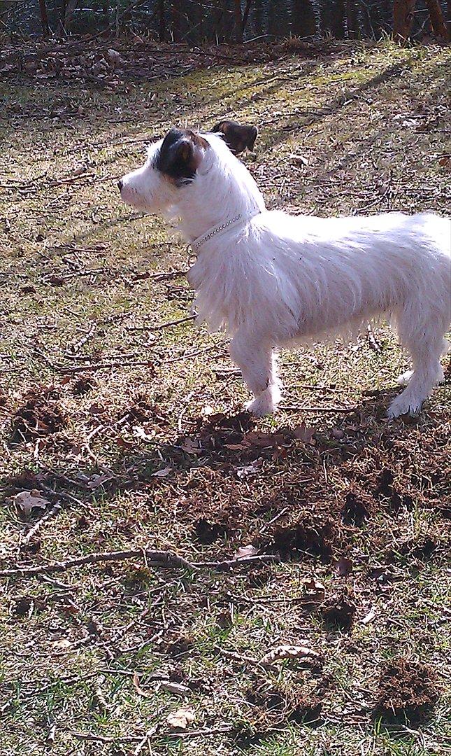 Jack russell terrier Nørlunds lollipop (Lolli) billede 8