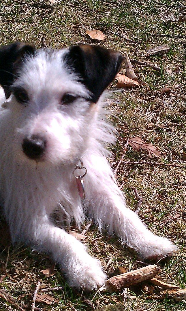 Jack russell terrier Nørlunds lollipop (Lolli) billede 9