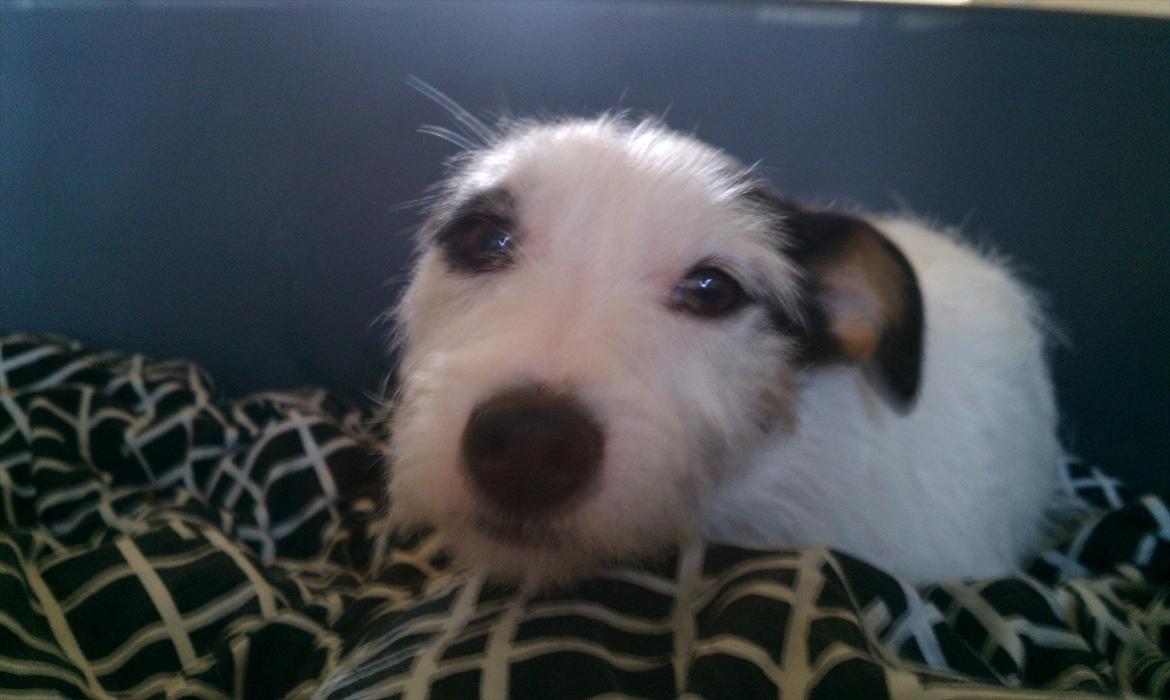 Jack russell terrier Nørlunds lollipop (Lolli) - Ja her ligner jeg så en druknet mus,men jeg er bare lige vågnet .. billede 10