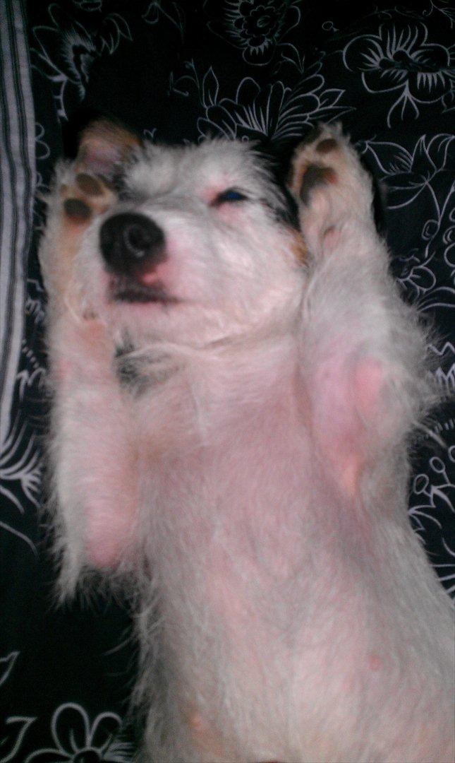 Jack russell terrier Nørlunds lollipop (Lolli) - Jeg flader lige ud i fifaen :) billede 11
