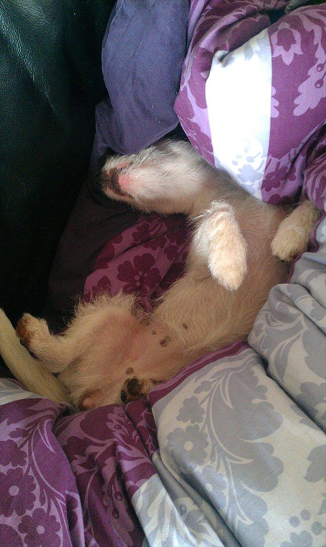 Jack russell terrier Nørlunds lollipop (Lolli) - Ja sådan kan man da også ligge Lolli .. altså popper ;) billede 12
