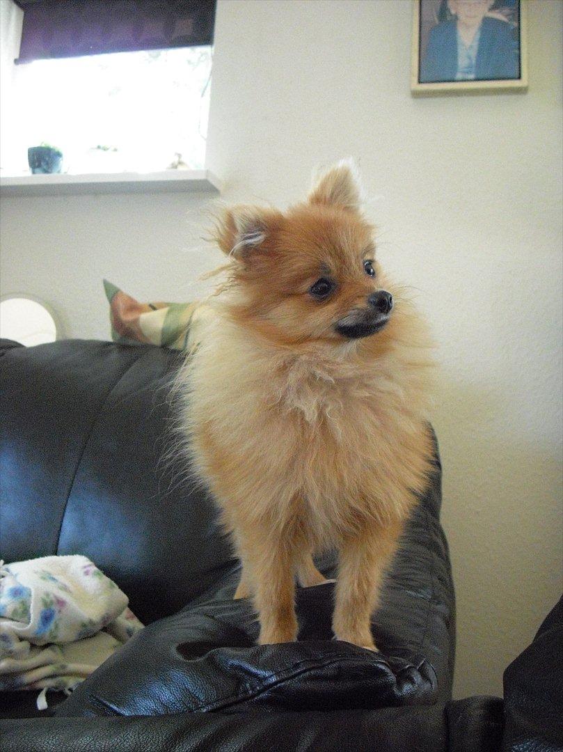 Pomeranian Jack billede 1