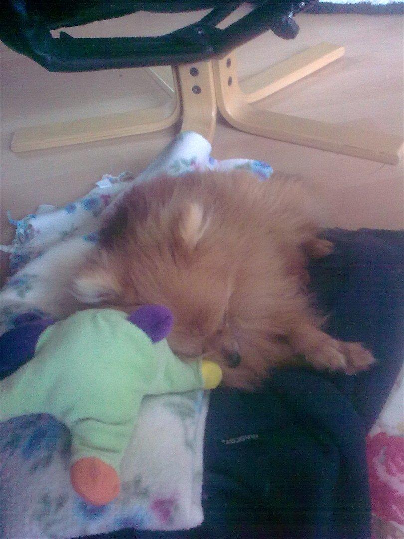 Pomeranian Jack billede 2