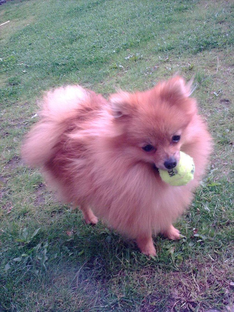 Pomeranian Jack billede 3