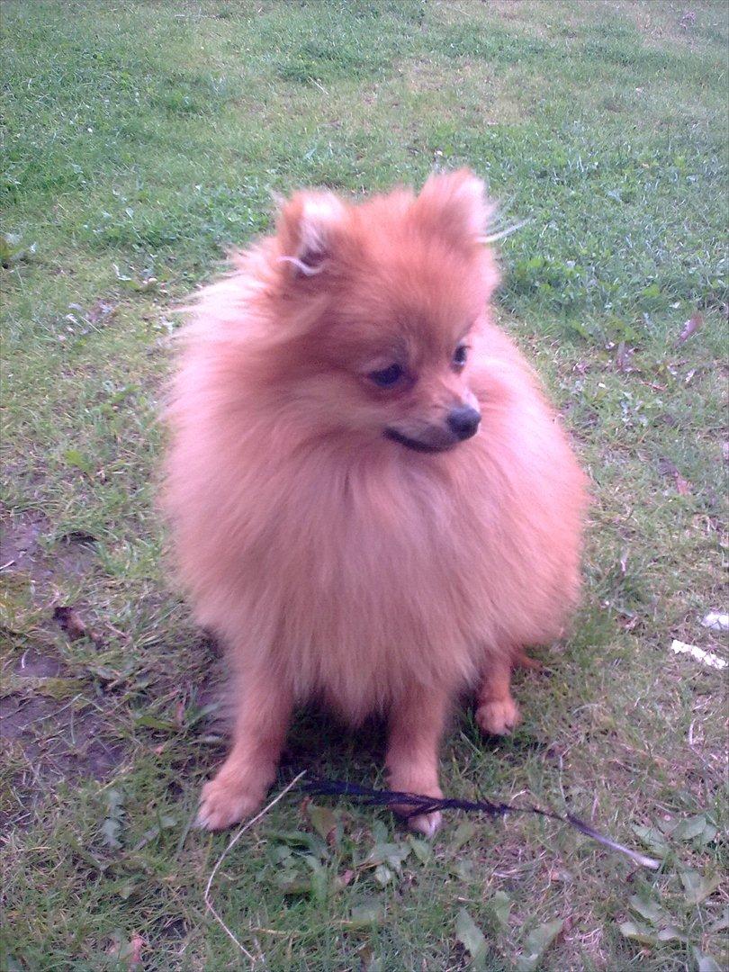 Pomeranian Jack billede 5