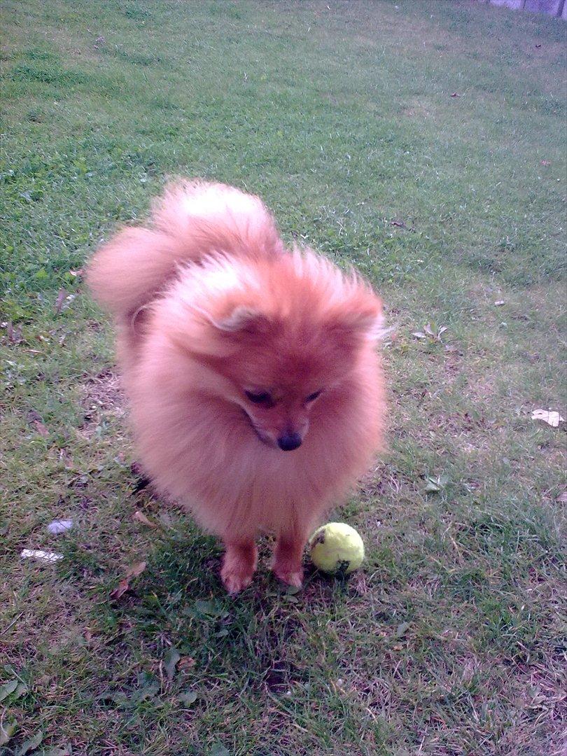 Pomeranian Jack billede 6