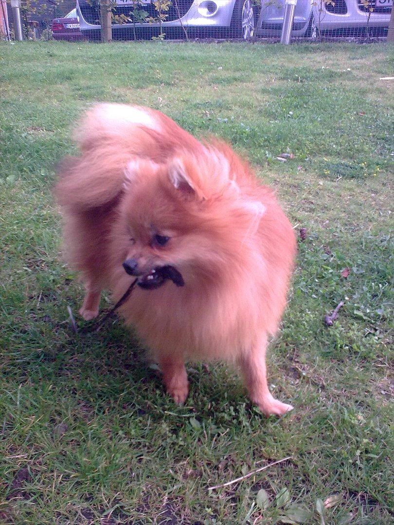 Pomeranian Jack billede 7