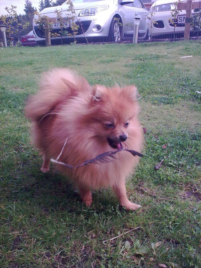 Pomeranian Jack billede 8