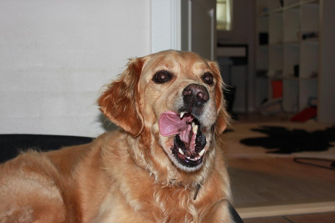 Golden retriever Luffe - Nurh Luffe. :-) billede 13