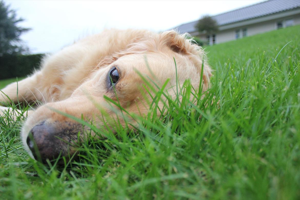 Golden retriever Luffe - Fotomodel billede 2
