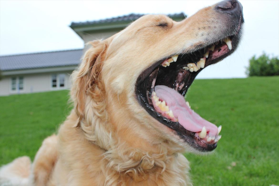 Golden retriever Luffe - Haha. xD billede 14