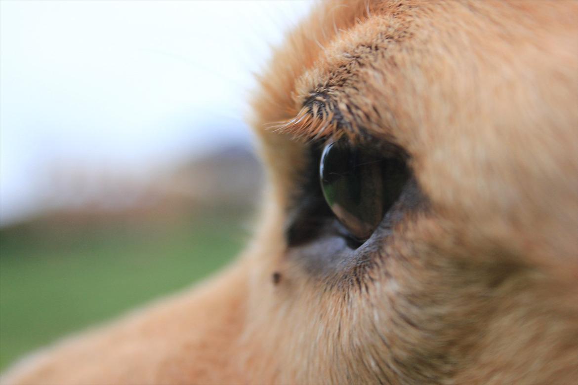 Golden retriever Luffe - "Oh his eye his eye make the stars look like theyr not shinning" billede 4
