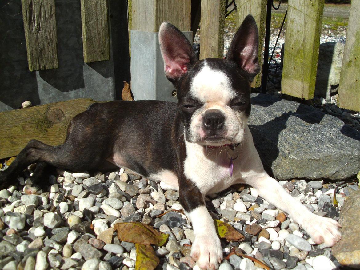 Boston terrier Mynthe billede 15