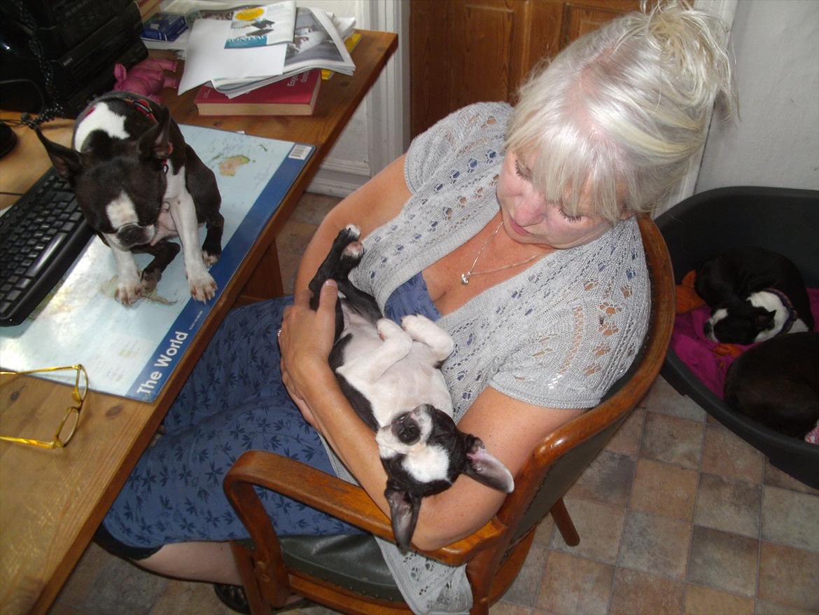 Boston terrier Mynthe billede 16