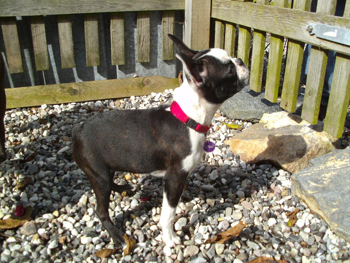 Boston terrier Mynthe billede 17