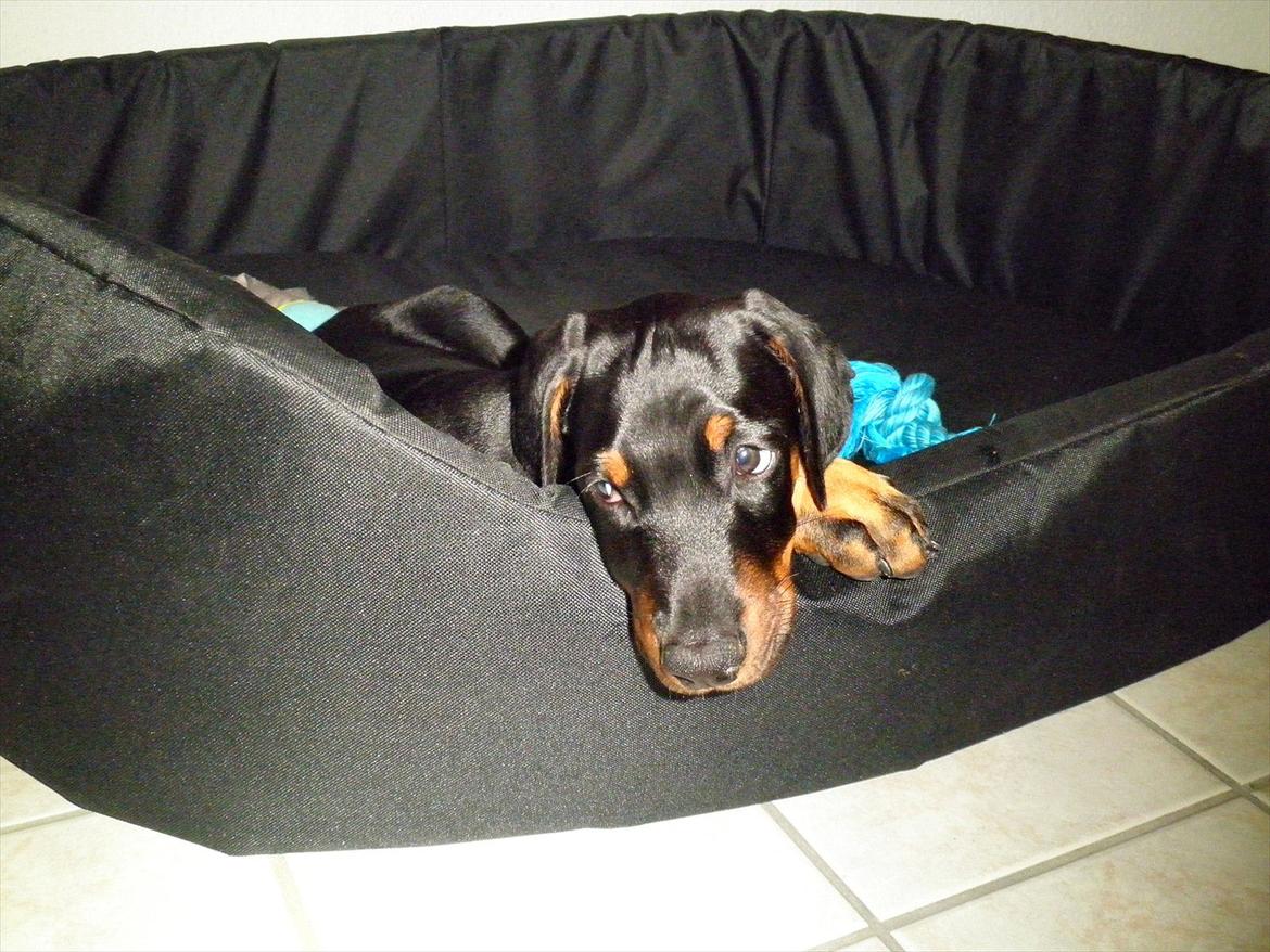 Dobermann Proud Danish Damian (Simba) - 8 uger billede 14