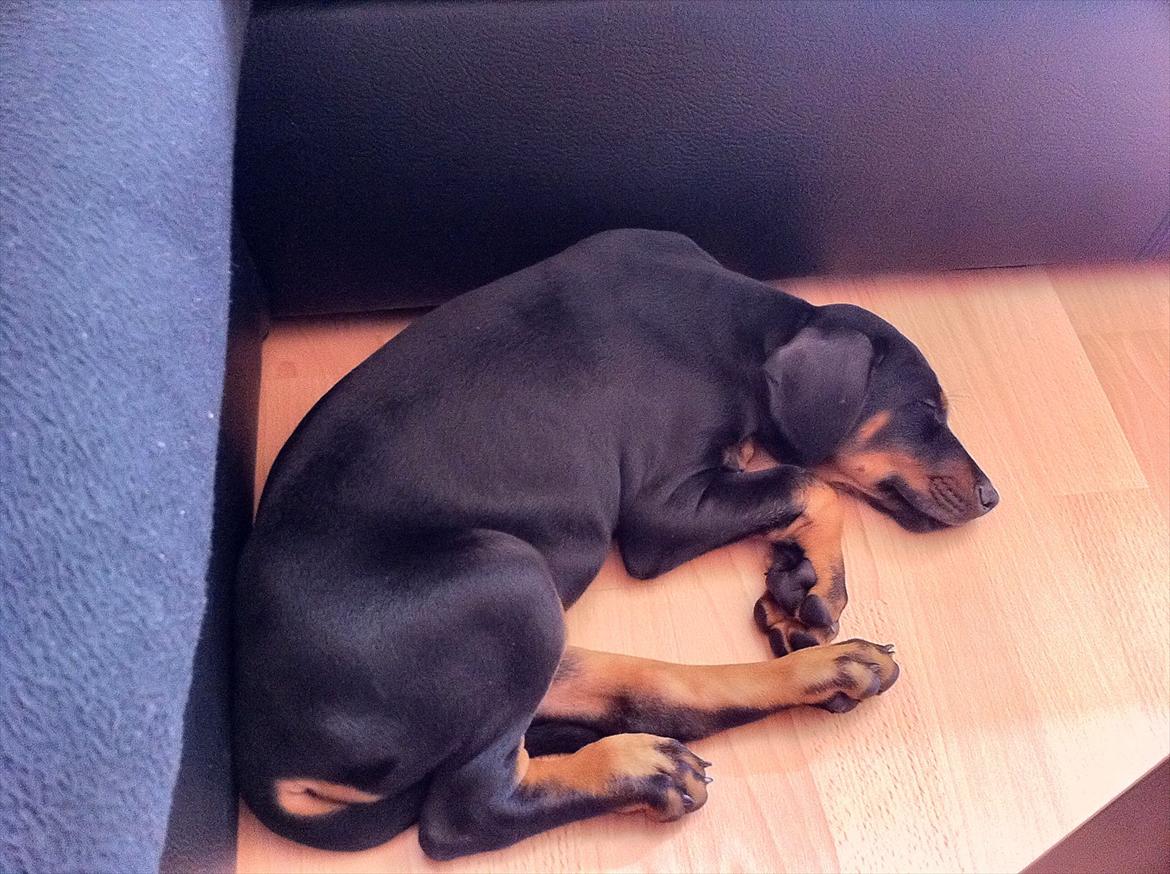 Dobermann Proud Danish Damian (Simba) - 8 uger billede 11