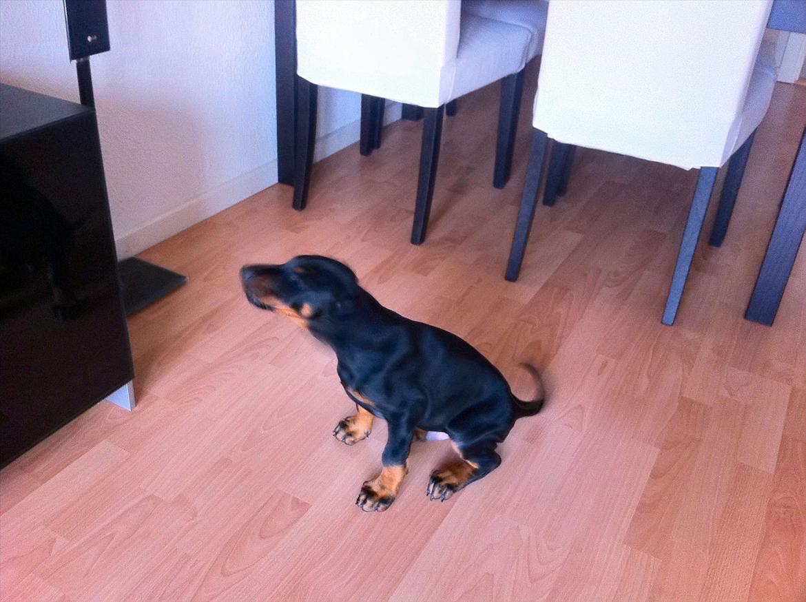 Dobermann Proud Danish Damian (Simba) - 8 uger billede 13