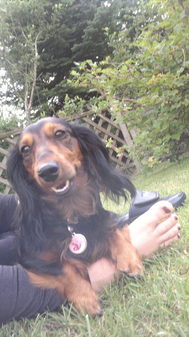 Dværggravhund Freja<3 - Dejligt med en slapper! :D <33 billede 1