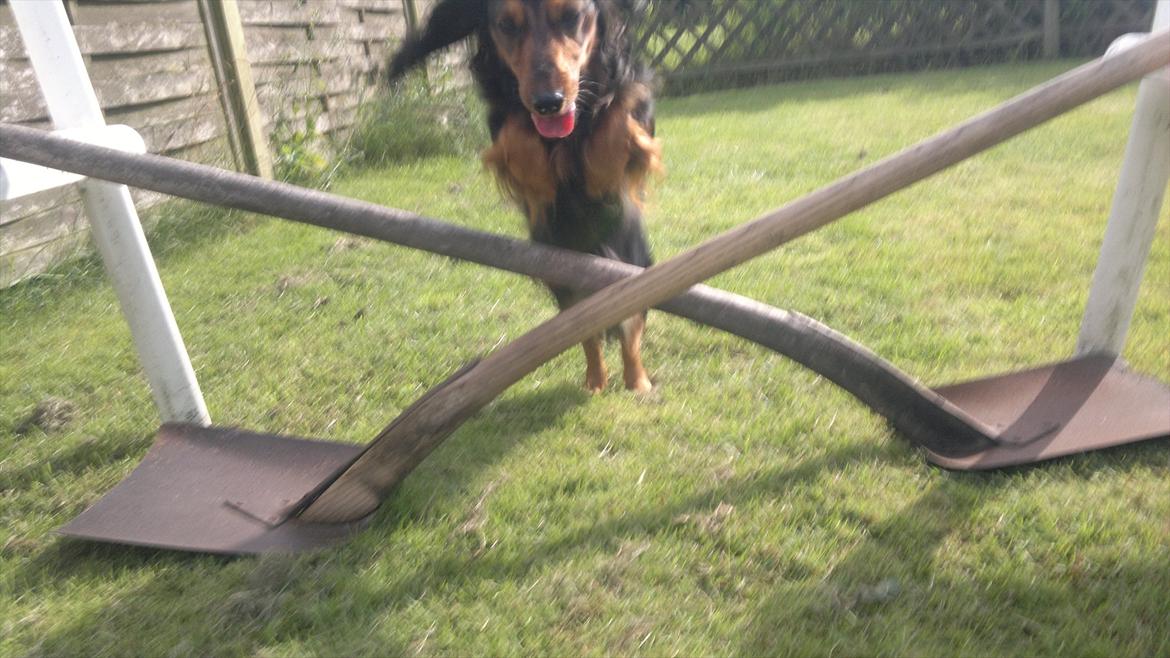 Dværggravhund Freja<3 - I belive i can flyyyyyyy!! <33 :D billede 16