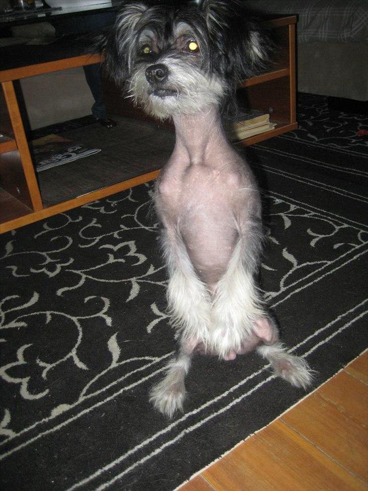 Blanding af racer Elliot billede 8