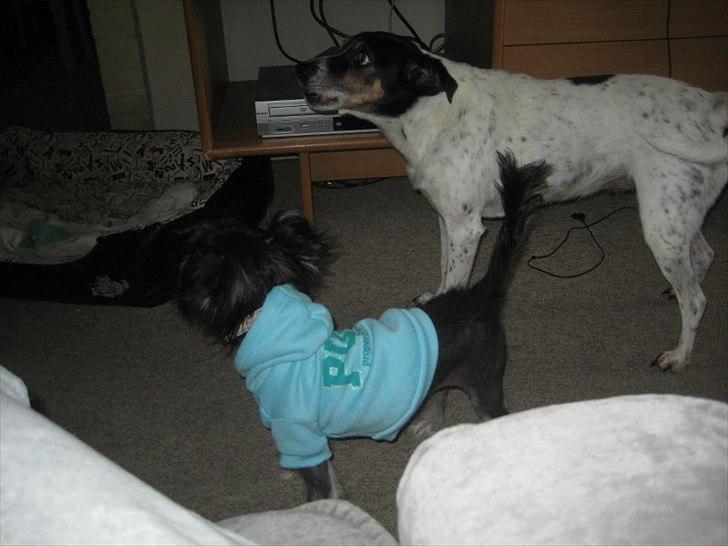 Blanding af racer Elliot billede 9