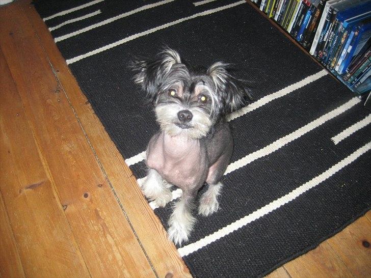 Blanding af racer Elliot billede 10