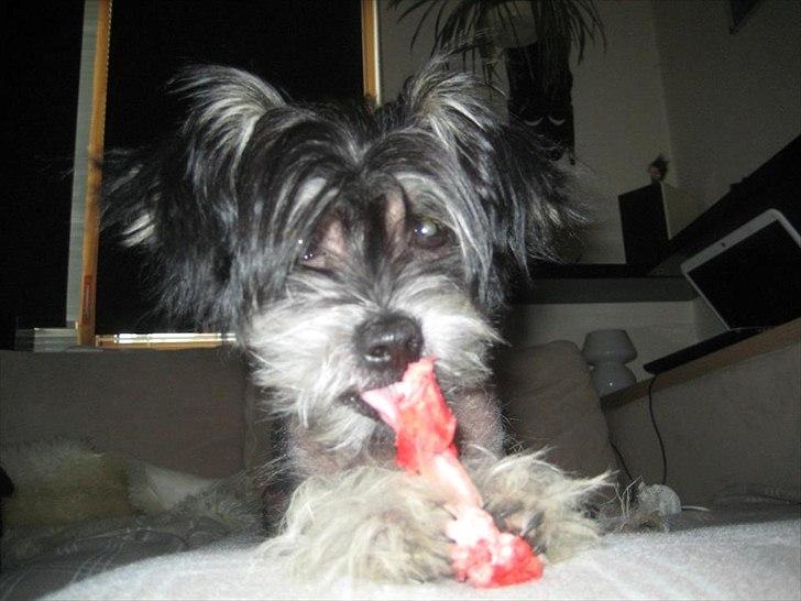 Blanding af racer Elliot billede 11