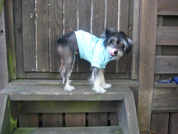 Blanding af racer Elliot billede 12