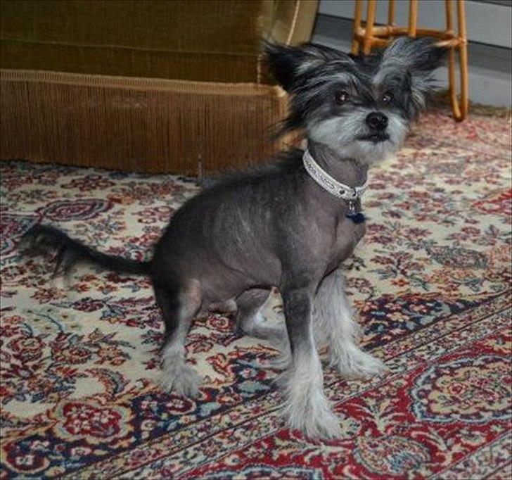 Blanding af racer Elliot billede 13