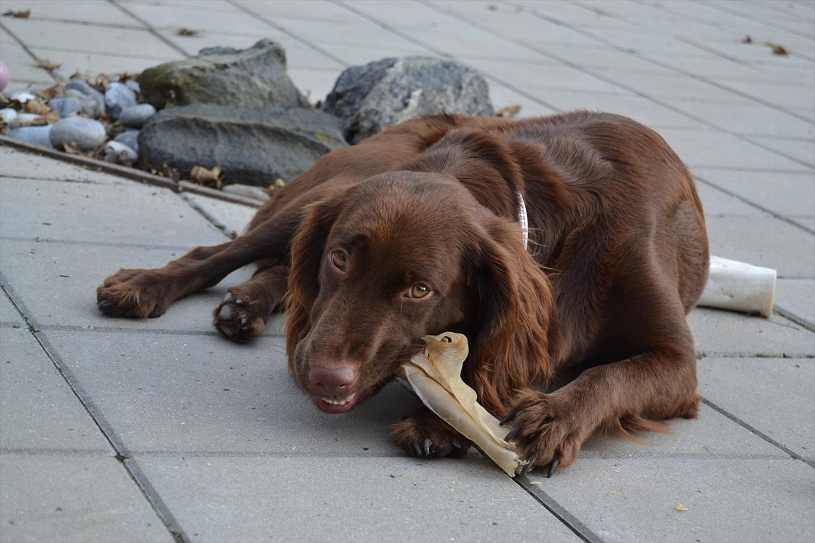 Blanding af racer Bella billede 6