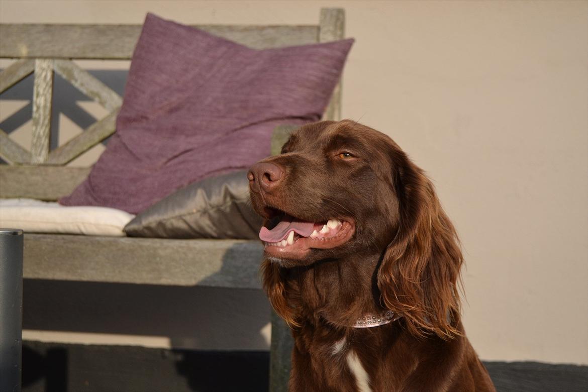 Blanding af racer Bella billede 3