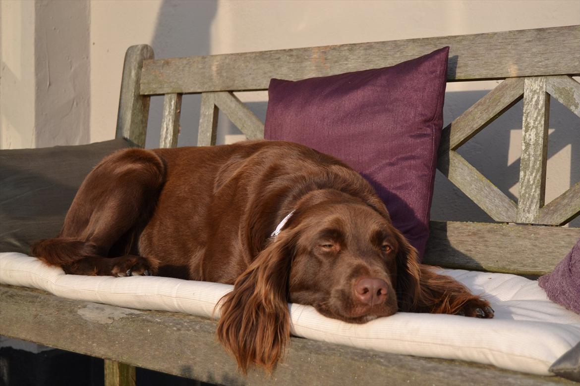 Blanding af racer Bella billede 2