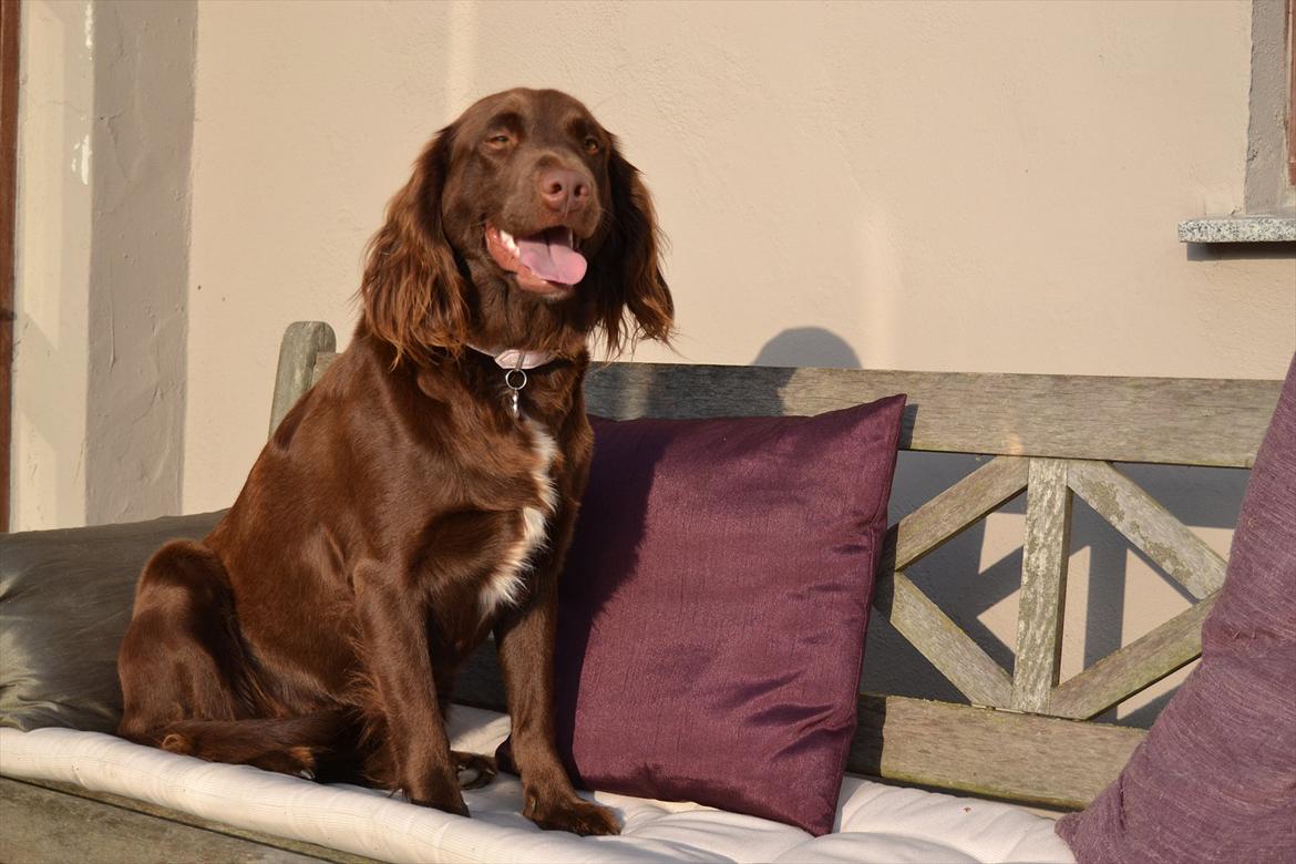 Blanding af racer Bella billede 4