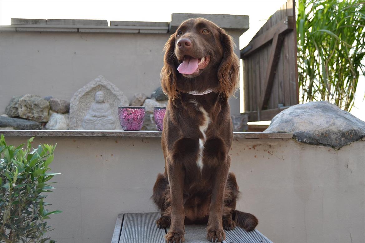 Blanding af racer Bella - skønne blide Bella - 2011 billede 1