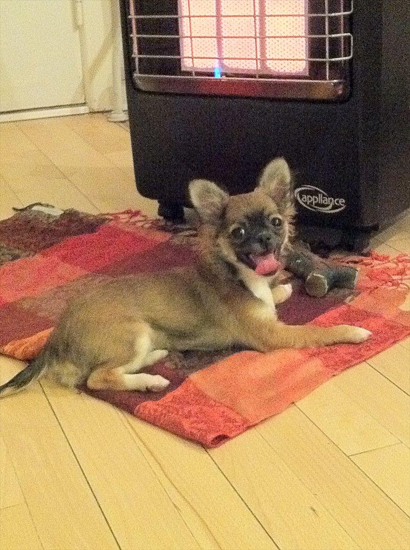 Chihuahua Langhåret - COCO billede 7