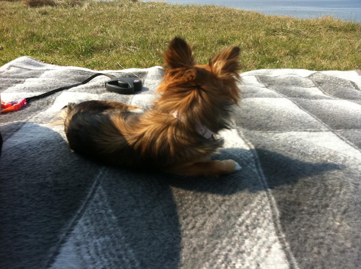 Chihuahua Langhåret - COCO billede 8