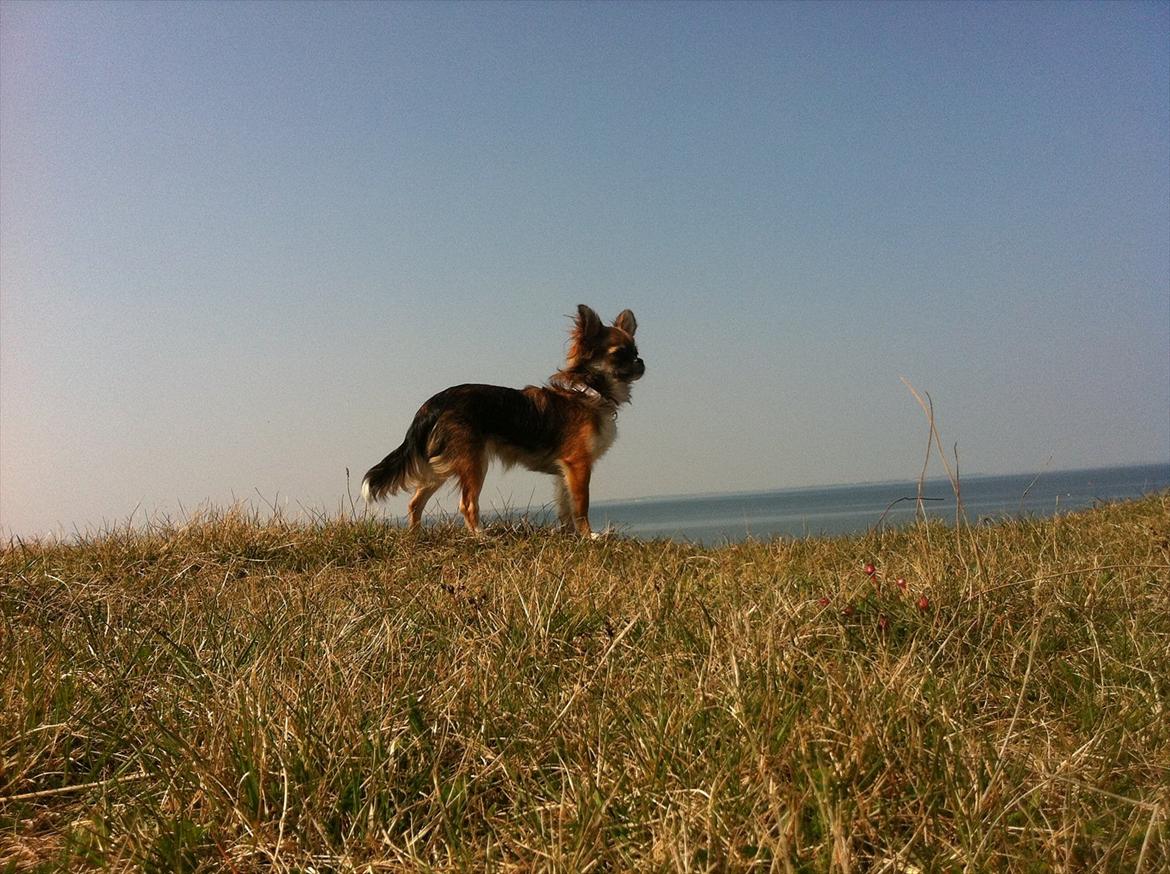 Chihuahua Langhåret - COCO billede 9