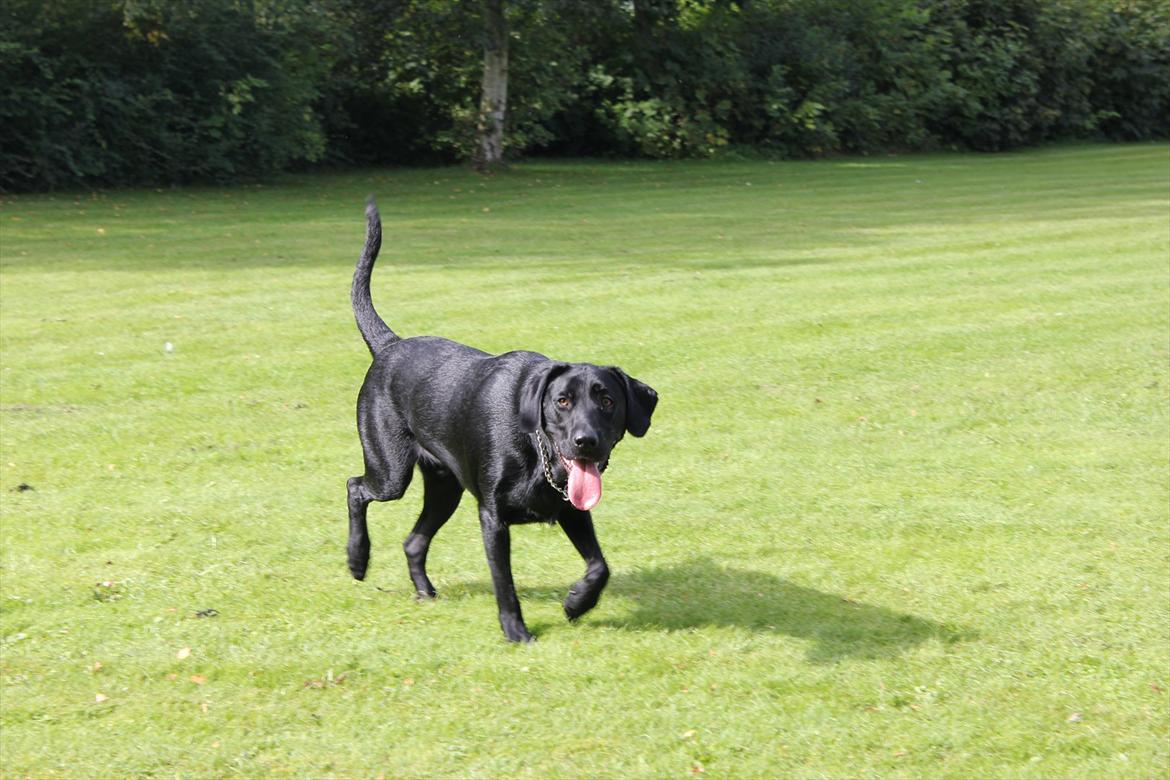 Labrador retriever Rickey billede 18