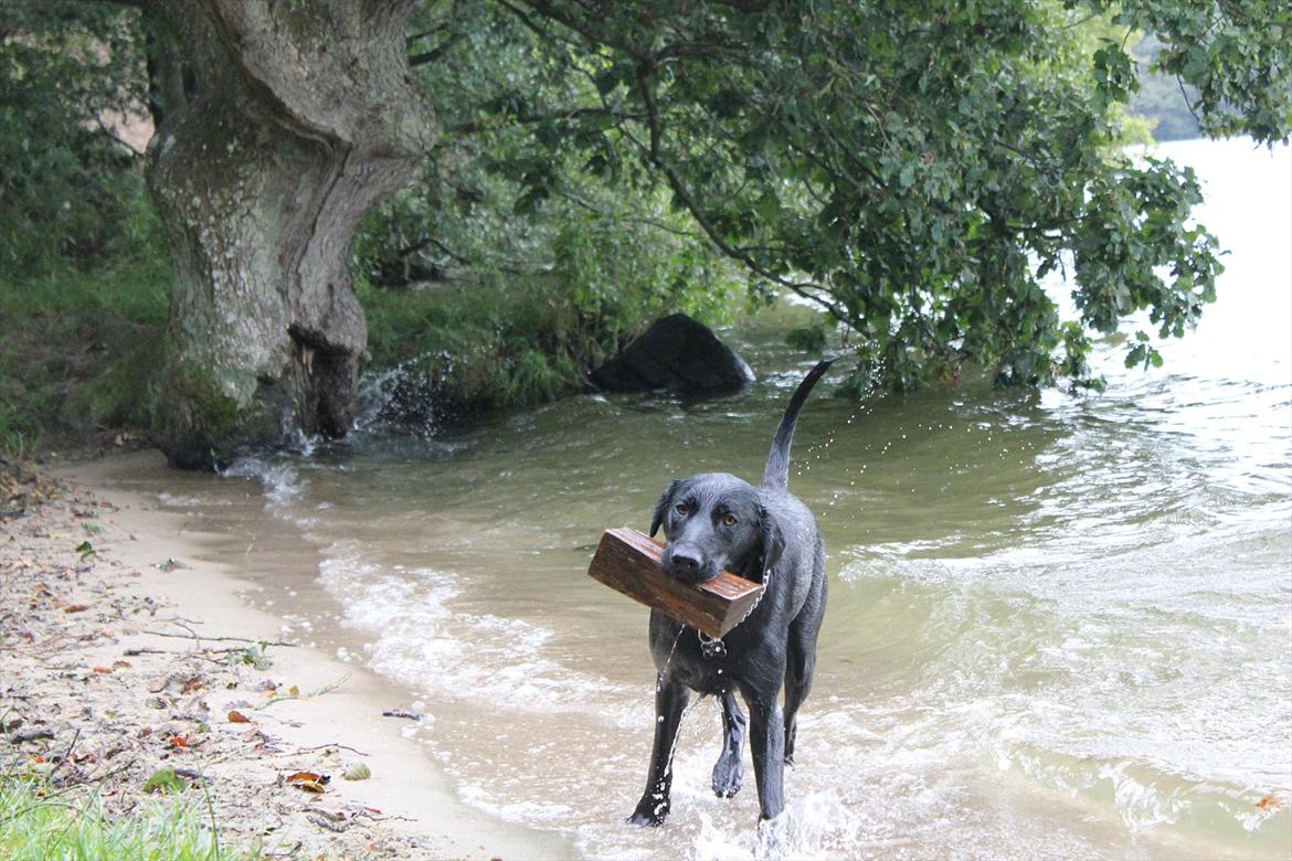 Labrador retriever Rickey billede 19