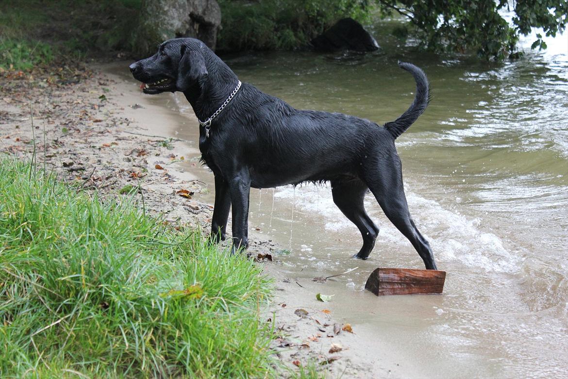 Labrador retriever Rickey billede 20