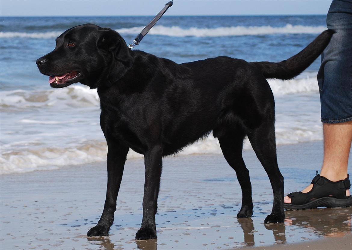 Labrador retriever Bobby*R.I.P.* - Holder mig godt ;o) 11/9-11 *Blokhus Strand* billede 14