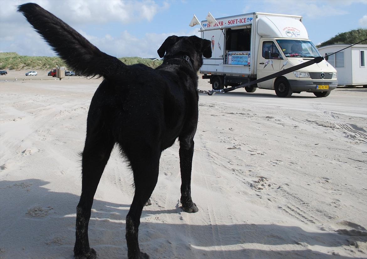 Labrador retriever Bobby*R.I.P.* - Isbil!! Så skal vi da have is... 11/9-11 billede 15