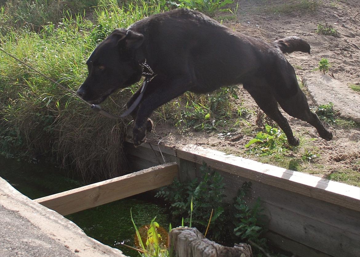 Labrador retriever Bobby*R.I.P.* - *HOP* Se hvor jeg kan springe :o) 11/9-11 billede 16