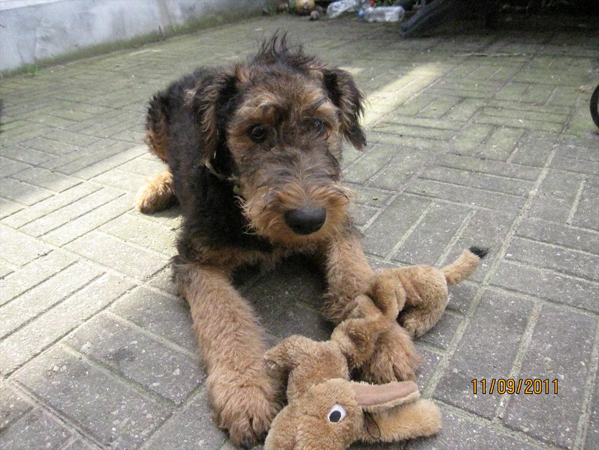 Airedale terrier Tessdale`s Magnificent prince (Ozzi) - Ozzi 15 uger gammel. billede 13