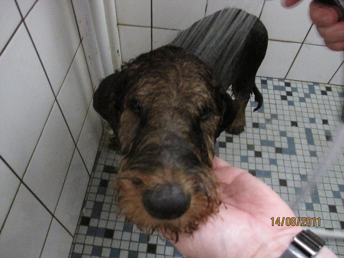 Airedale terrier Tessdale`s Magnificent prince (Ozzi) - Ozzi i bad,da en lille dreng havde tabt sin kakao nedovar ham. billede 14