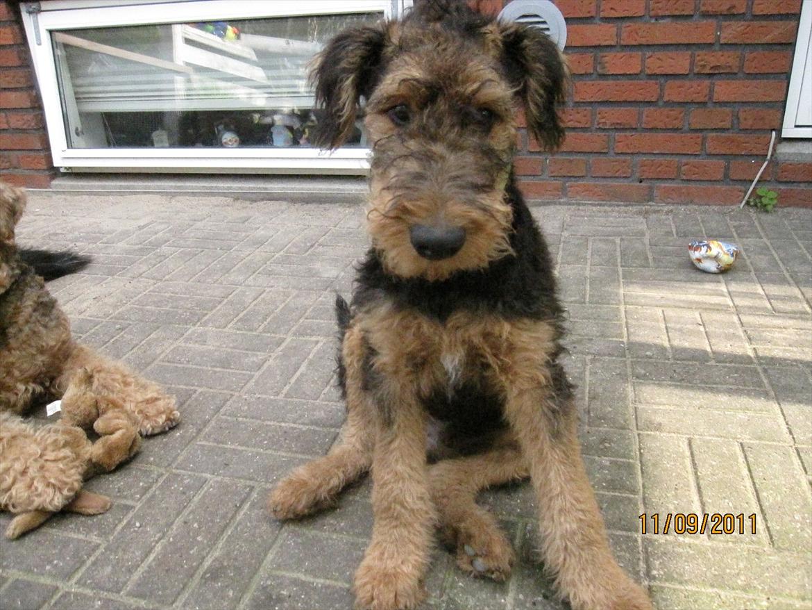 Airedale terrier Tessdale`s Magnificent prince (Ozzi) - Søde Ozzi,15 uger gammel. billede 15